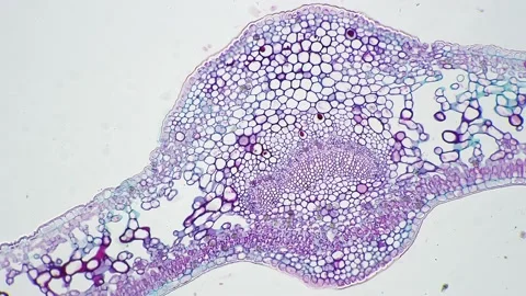 Leaf of Ligustrum lucidum in transversal section magnified under microscope in Stock Footage 210025758