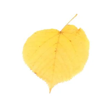 Leaf of lime tree close-up. Stock Photos