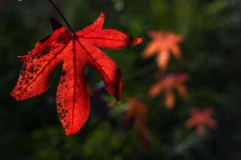 Leaf of liquidambar Stock-Fotos