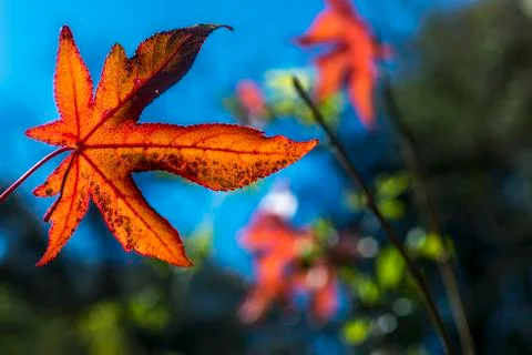 Leaf of liquidambar Stock Photos