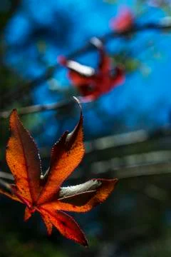 Leaf of liquidambar Stock Photos