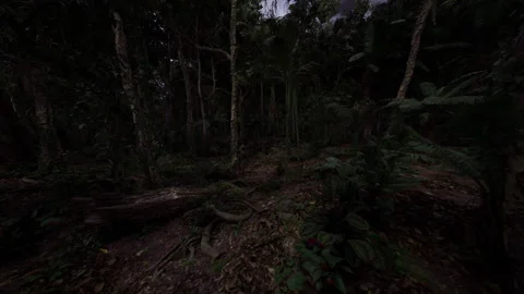 Leaf litter and tangled trunks forming tactile forest floor scene Stock Footage 342434300