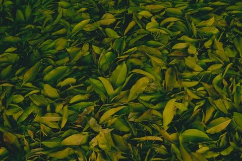 Leaf Litter of Banyan Tree with the dark concept. Background Of Leaf Litter 스톡 사진