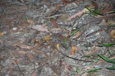 Leaf litter at night Stock Photos