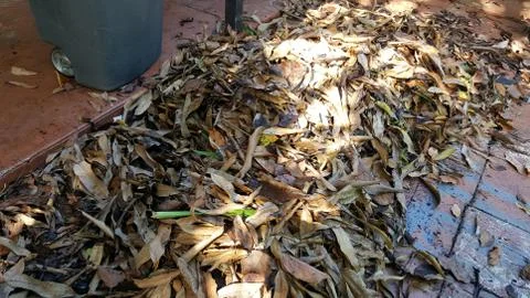 Leaf litter Stock Photos
