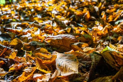 Leaf litter Stock Photos