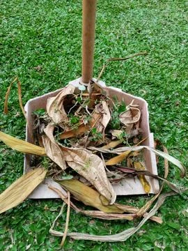 Leaf litter 库存照片