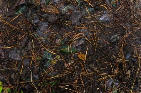 Leaf litter in pine forest floor. Stock Photos
