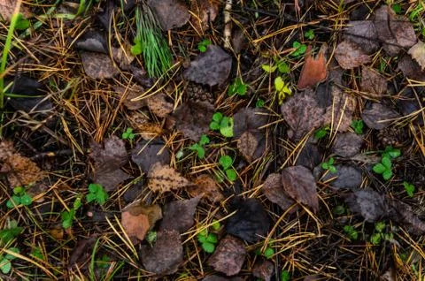 Leaf litter in pine forest floor. Stock Photos