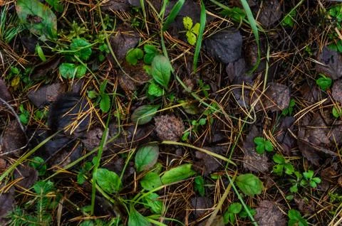 Leaf litter in pine forest floor. Stock-Fotos