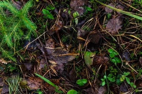 Leaf litter in pine forest floor. Stock Photos