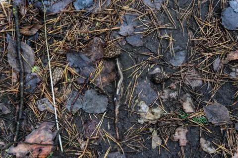 Leaf litter in pine forest floor. Stock-Fotos