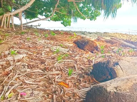 Leaf litter from trees on the beach Stock Photos