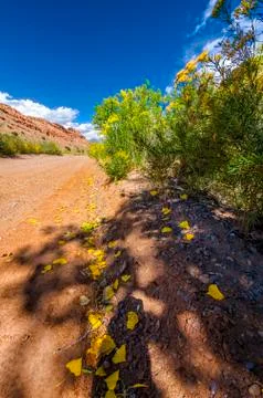 Leaf-littered Road Stock Photos