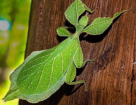 Leaf locust has the Latin name Phyllium pulchrifolium green. Fotos Stock