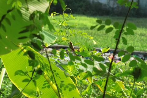 A leaf locust on a pile of garbage in the background Stock Photos