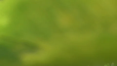 Leaf in long grass Stock Footage 93782007