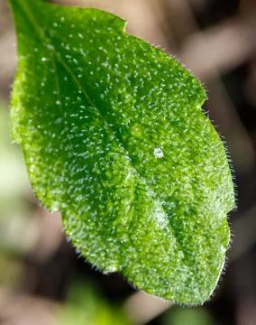 A leaf with a lot of tiny hairs on it Stock Photos
