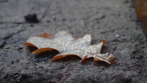 The leaf is lying on the asphalt. autumn time Video stock 142205978