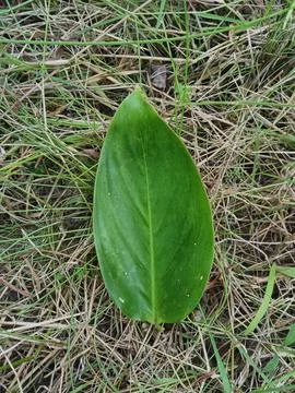 A leaf lying on the grass Stock Photos