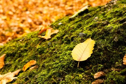 Leaf lying on a moss in autumn Stock Photos