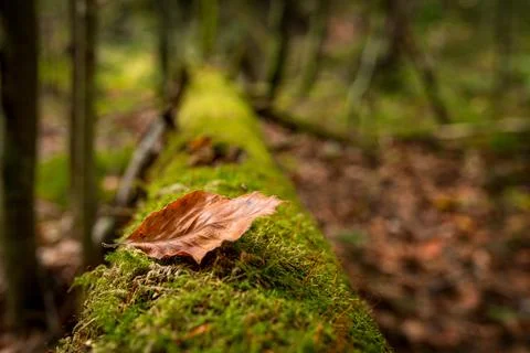 A leaf lying on a mossy tree on a trail in the Slovak Paradise National Park Stock Photos