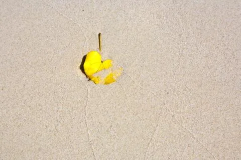 Leaf lying at the sandy beach Stock Photos