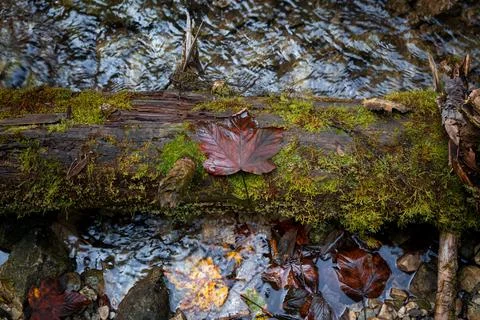 A leaf lying on a tree on a trail in the Slovak Paradise National Park Stock Photos