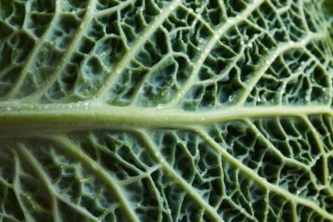 Leaf, macro, background, texture, green, food, healthy, vegetable, close up.. Foto stock