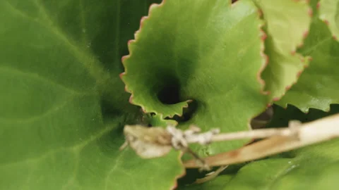 Leaf macro close up background gently blowing in the wind stock footage 库存影片 344782875