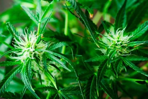 A leaf Macro flower of marijuana in the hands of a doctor Concepts of legaliz Фото