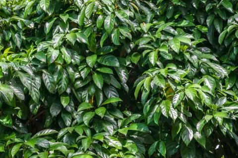 Leaf macro green Stock Photos