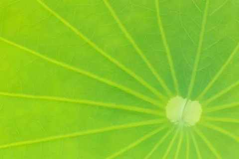 Leaf macro green Stock Photos