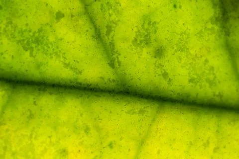 Leaf macro green Stock Photos
