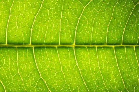 Leaf macro green 스톡 사진