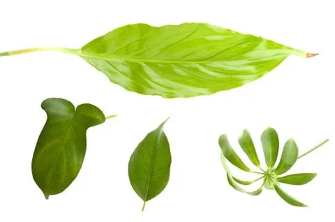 Leaf macro isolated on white Stock Photos