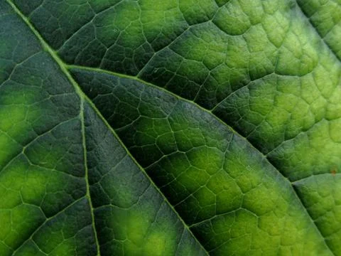 Leaf Macro Foto stock