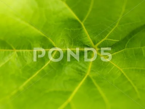 Leaf macro Stock Photos