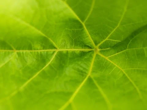Leaf macro Foto stock