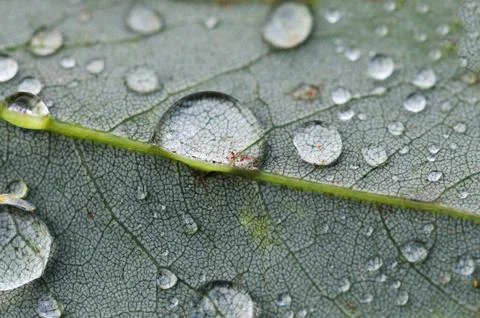 Leaf Macro Stock Photos
