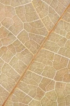 Leaf  Macro Stock Photos