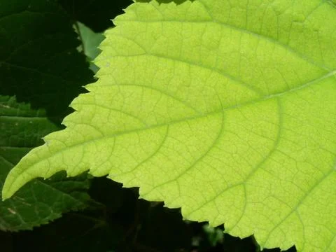 Leaf macro Stock Photos