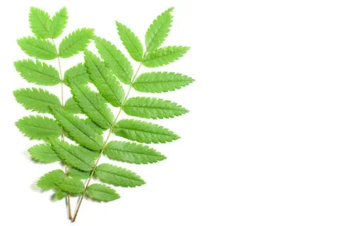 Leaf macro Stock Photos