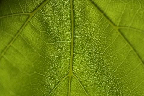 Leaf macro Stock Photos
