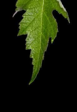 Leaf macro Stock Photos