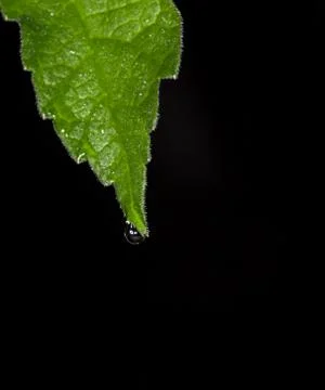 Leaf macro Stock Photos