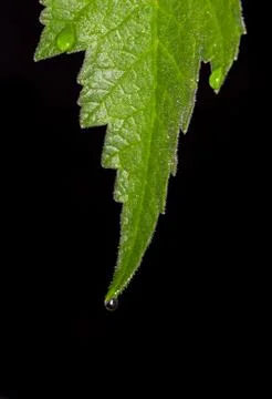 Leaf macro Stock Photos