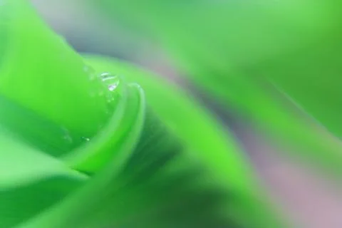 Leaf in macro Fotos Stock