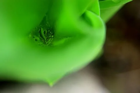 Leaf in macro Fotos Stock