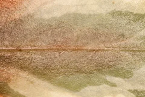 Leaf macro Foto stock